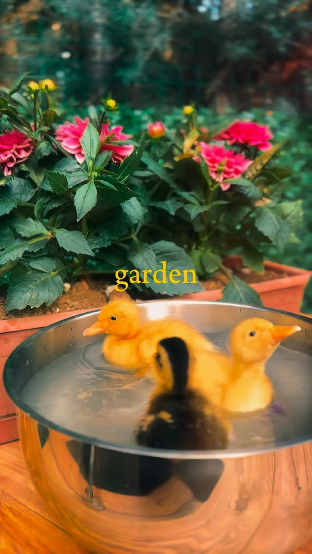 Our school garden is changing